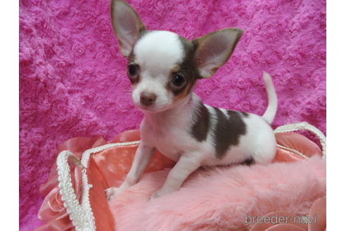 成約済の京都府のチワワ(スムースコート)-183268の3枚目