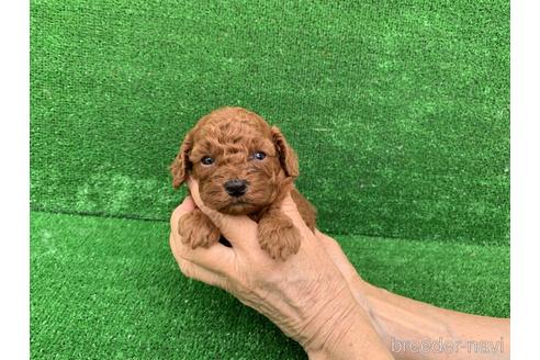 成約済の福岡県のトイプードル-183284の1枚目