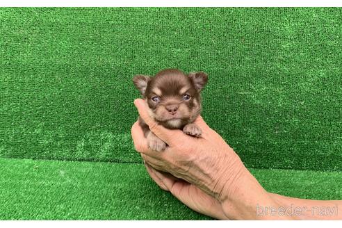 成約済の福岡県のチワワ(ロングコート)-183288の1枚目