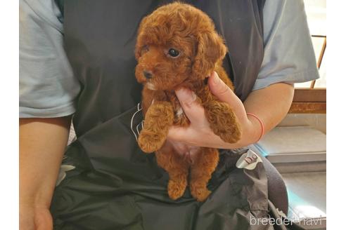 成約済の神奈川県のトイプードル-182064の2枚目