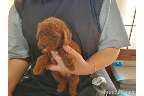 成約済の神奈川県のトイプードル-182064の3枚目