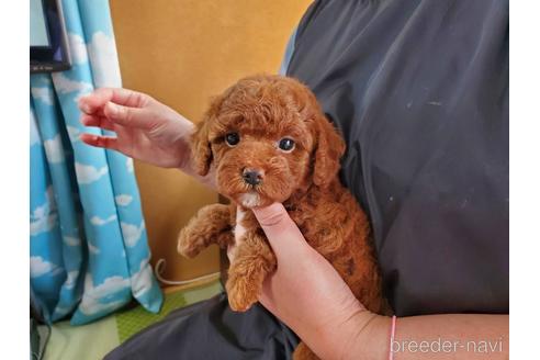 成約済の神奈川県のトイプードル-182064の1枚目