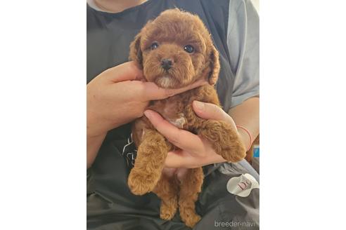 成約済の神奈川県のトイプードル-180022の4枚目
