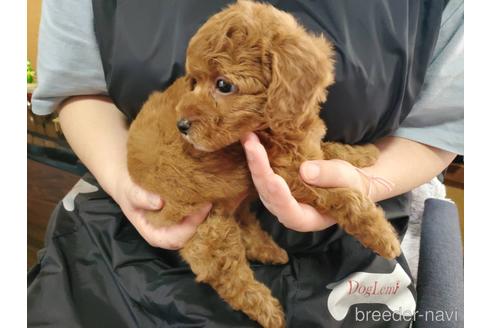 成約済の神奈川県のトイプードル-180022の3枚目