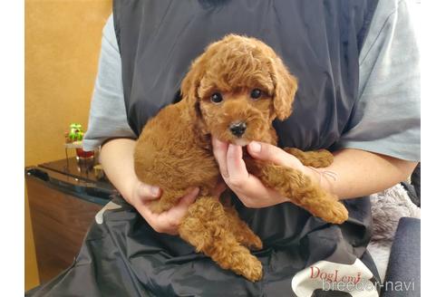 成約済の神奈川県のトイプードル-180022の1枚目