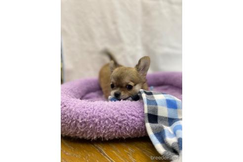 成約済の神奈川県のチワワ(ロングコート)-179993の12枚目
