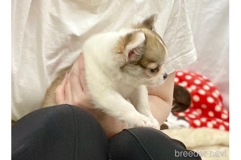 成約済の神奈川県のチワワ(ロングコート)-179995の36枚目