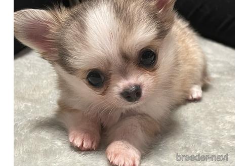 成約済の岐阜県のチワワ(ロングコート)-179860の5枚目