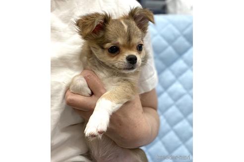 成約済の神奈川県のチワワ(ロングコート)-179468の16枚目