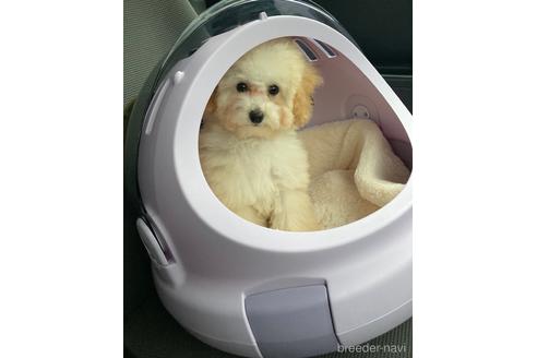 成約済の福岡県のティーカッププードル-179987の5枚目