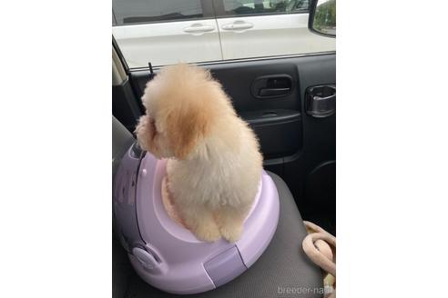 成約済の福岡県のティーカッププードル-179987の3枚目