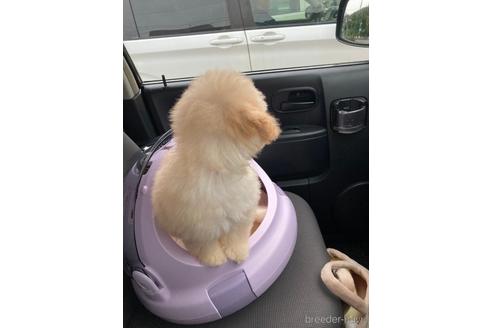 成約済の福岡県のティーカッププードル-179987の4枚目