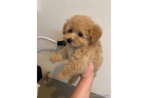 成約済の東京都のティーカッププードル-182202の5枚目
