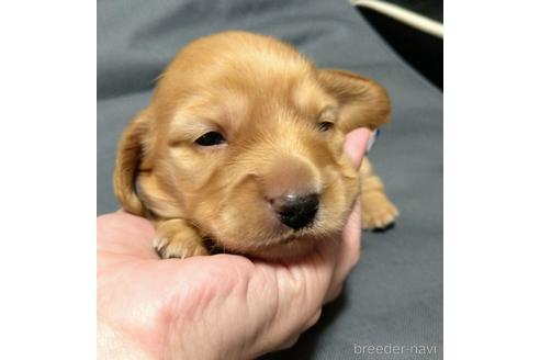 成約済の福岡県のカニンヘンダックスフンド(ロングヘアード)-182623の2枚目