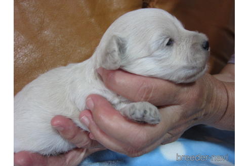 成約済の福岡県のミックス犬-182297の14枚目