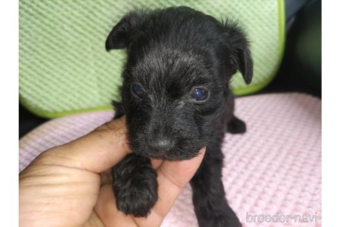 成約済の愛知県のミックス犬-182741の9枚目