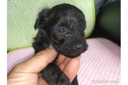 成約済の愛知県のミックス犬-182741の8枚目