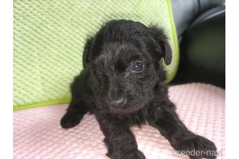 成約済の愛知県のミックス犬-182741の5枚目