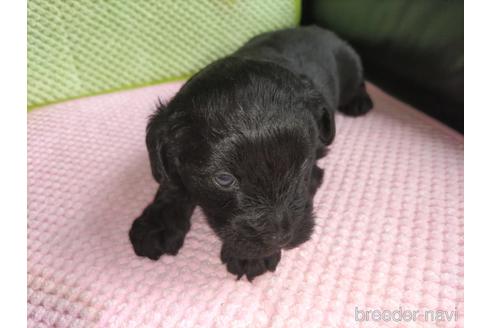 成約済の愛知県のミックス犬-182750の4枚目