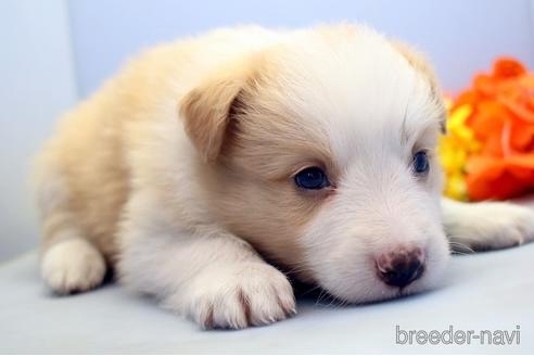 成約済の埼玉県のボーダーコリー-183418の1枚目