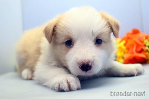 成約済の埼玉県のボーダーコリー-183418の4枚目