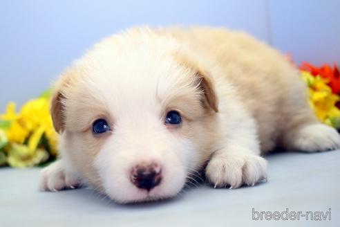 成約済の埼玉県のボーダーコリー-183418の3枚目