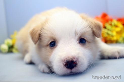 成約済の埼玉県のボーダーコリー-183418の2枚目