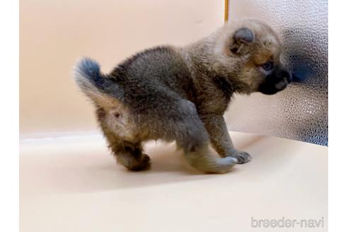 成約済の東京都の柴犬-183432の5枚目