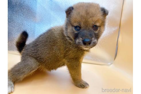 成約済の東京都の柴犬-183432の1枚目