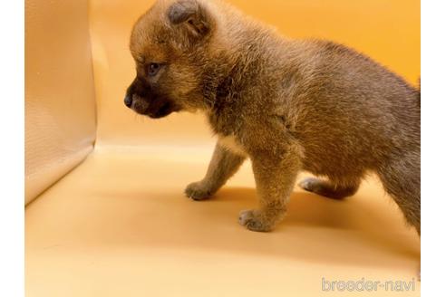 成約済の東京都の柴犬-183432の6枚目