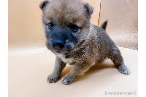 成約済の東京都の柴犬-183432の2枚目