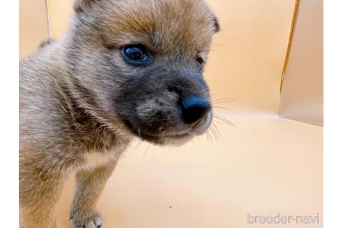 成約済の東京都の柴犬-183432の3枚目
