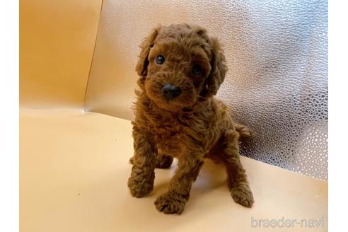 成約済の東京都のトイプードル-183433の1枚目