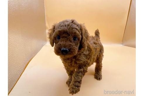 成約済の東京都のトイプードル-183433の6枚目