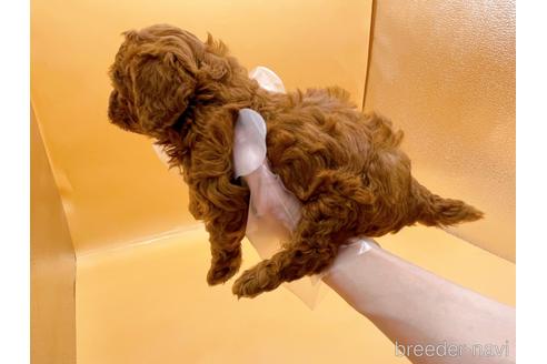 成約済の東京都のトイプードル-183433の7枚目