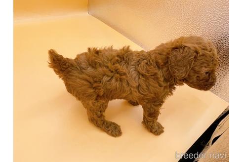 成約済の東京都のトイプードル-183433の2枚目