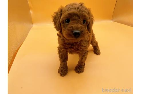 成約済の東京都のトイプードル-183433の3枚目