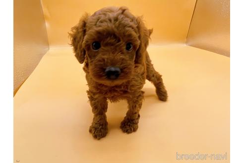 成約済の東京都のトイプードル-183433の4枚目