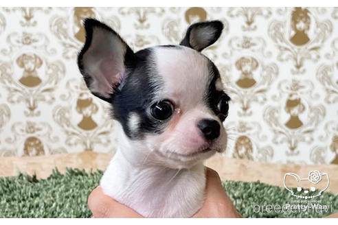 成約済の愛知県のチワワ(スムースコート)-183430の5枚目