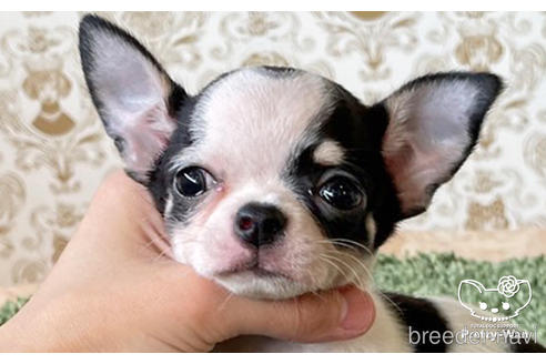 成約済の愛知県のチワワ(スムースコート)-183430の1枚目