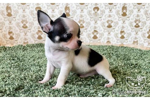 成約済の愛知県のチワワ(スムースコート)-183430の3枚目