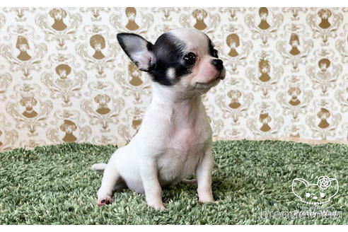 成約済の愛知県のチワワ(スムースコート)-183430の4枚目