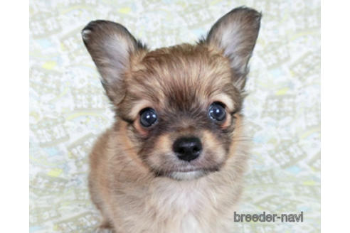 成約済の千葉県のミックス犬-181506の1枚目