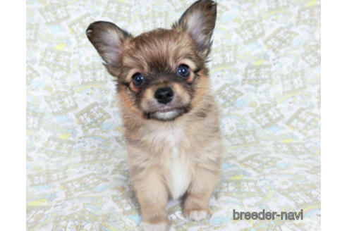 成約済の千葉県のミックス犬-181506の3枚目