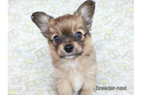 成約済の千葉県のミックス犬-181506の2枚目