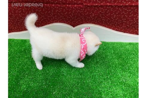 成約済の神奈川県の豆柴-181902の2枚目