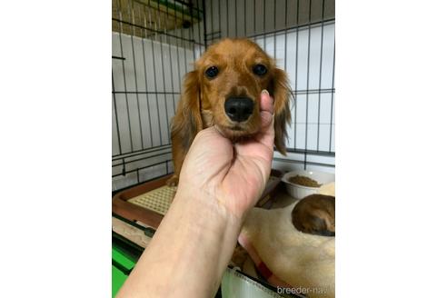 ココちゃん1枚目