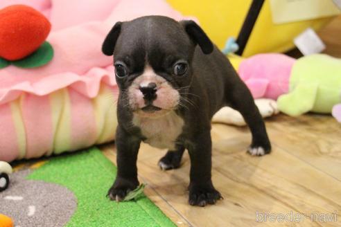 成約済の愛知県のフレンチブルドッグ-178192の14枚目