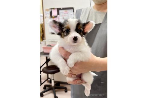 成約済の大阪府のパピヨン-183508の1枚目