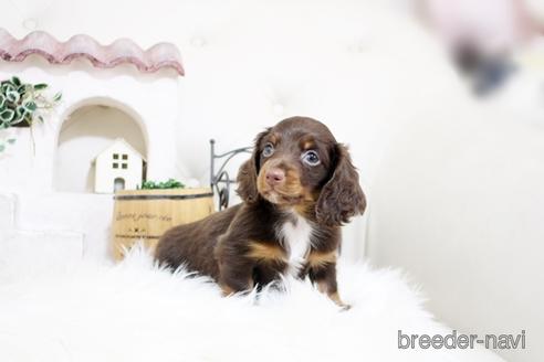 成約済の佐賀県のカニンヘンダックスフンド(ロングヘアード)-181950